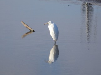 沼に佇むシラサギ