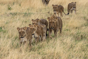 The Savuti Marsh Pride lions roam in the Chobe National Park Botswana.