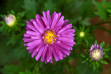 Obraz premium pink flower in the garden