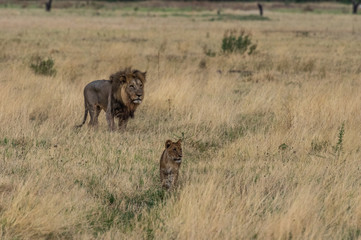 The Savuti Marsh Pride lions roam in the Chobe National Park Botswana.