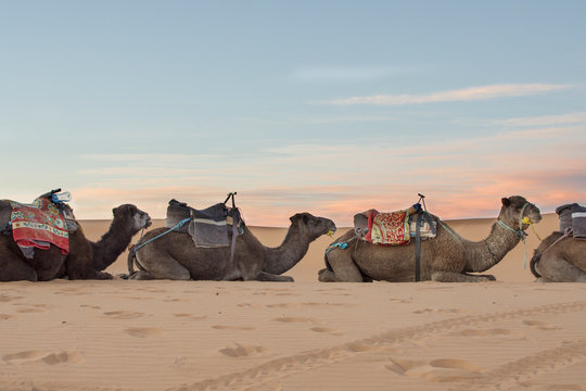 dromedarios desierto del Merzouga