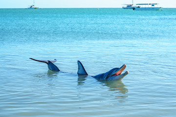 dolphins at monkey mia, sharkes bay, western australia 45