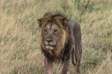 The Savuti Marsh Pride lions roam in the Chobe National Park Botswana.