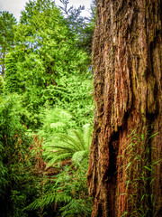 Amazing trees - vegetation in a jungle forest