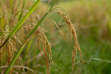 ears of wheat in the field