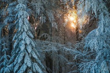 Covered snow trees in Carpathian Mountains
