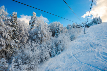 Covered snow trees in Carpathian Mountains