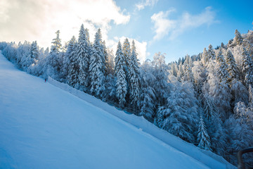 Fototapeta na wymiar Covered snow trees in Carpathian Mountains
