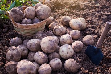 Fresh organic potatoes in field