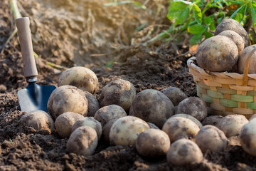 Fresh organic potatoes in field