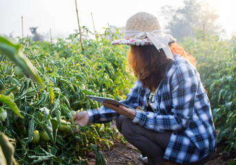 Young agronomist hold tablet and examining crops before harvesting
