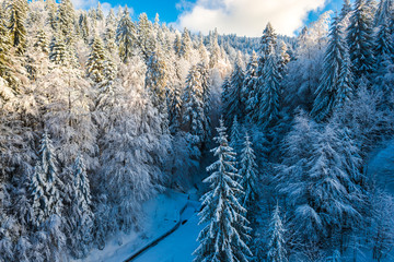 Covered snow trees in Carpathian Mountains