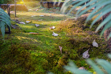 Sunlight beam in the beautiful gardens