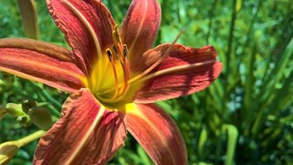 Wild Daylily