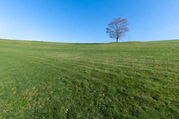 青空と一本の木 / 