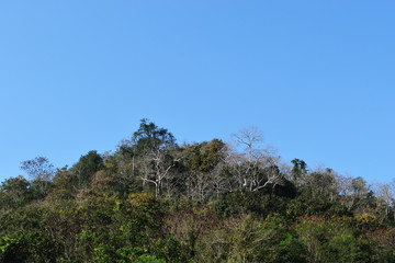 Dense trees in the tropical forest on the mountain with blue sky in background, Thailand
