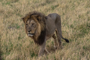 The Savuti Marsh Pride lions roam in the Chobe National Park Botswana.