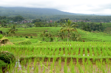 Fototapeta na wymiar Beautiful Jatiluwih rice terraces in Bali