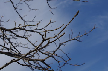 冬の落葉樹