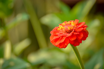 Zinnia Flower Image