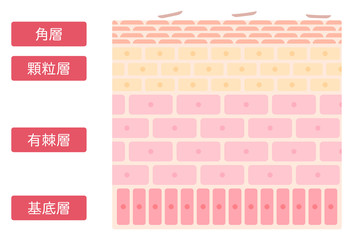 表皮の構造のシンプルでかわいいイラスト