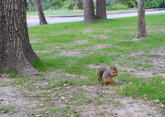 Small Squirrel Eating Food in a Park in the Early Morning