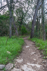 Fototapeta na wymiar Portrait View of Dirt Path Leading into Dense Forest