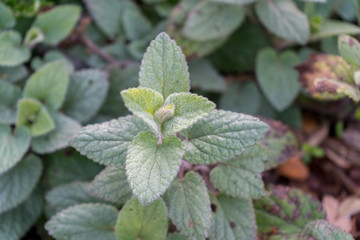 Close Up View of Small Plant Leaf In the morning