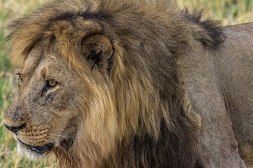 The Savuti Marsh Pride lions roam in the Chobe National Park Botswana.