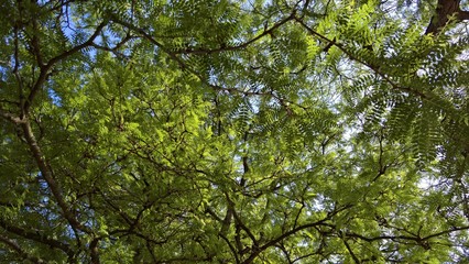 Honey Locust on a Sunny Day