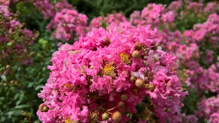 Crape Myrtle in a Sunny Garden
