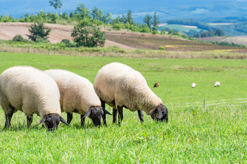 放牧中の羊 / 北海道 美瑛町