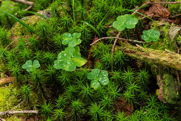 moss image　苔イメージ_1