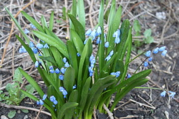 Scílla. First flowers. Little blue flowers