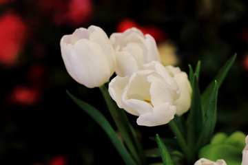 White tulips and black background.