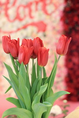 Red tulips and pink background.