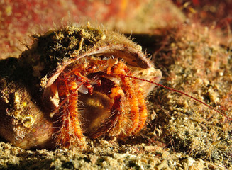 Hermit crab