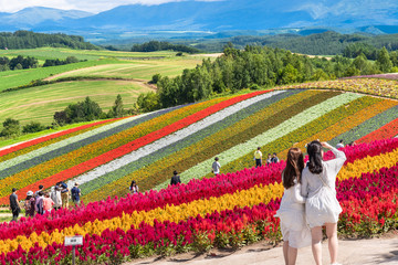 広大な花畑 / 北海道 美瑛町の観光イメージ