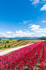広大な花畑 北海道 美瑛町の観光イメージ Wall Mural Tkyszk