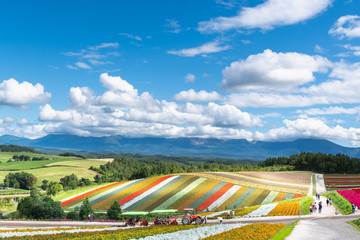 広大な花畑 北海道 美瑛町の観光イメージ Wall Mural Tkyszk 広大な花畑 北海道 美瑛町の観光イメージ Wall Mural Tkyszk