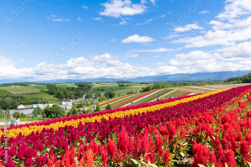 広大な花畑 北海道 美瑛町の観光イメージ Wall Mural Tkyszk 広大な花畑 北海道 美瑛町の観光イメージ Wall Mural Tkyszk