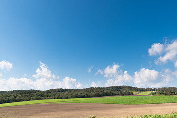 美瑛の丘の風景 / 北海道 美瑛町の観光イメージ