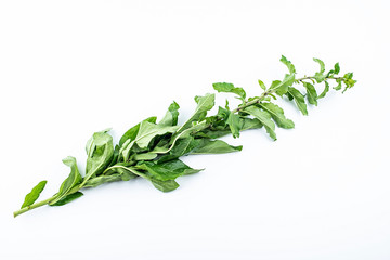 a fresh chives on a white background