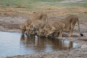 The Savuti Marsh Pride lions roam in the Chobe National Park Botswana.