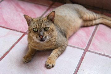 Fototapeta na wymiar Brown cat sitting on the floor and looking at me, Thai traditional cat