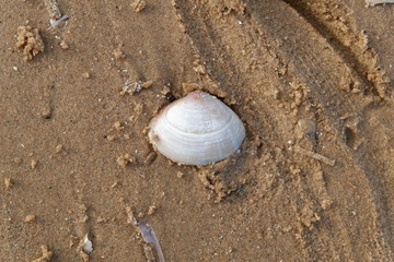 Formby beach seashells