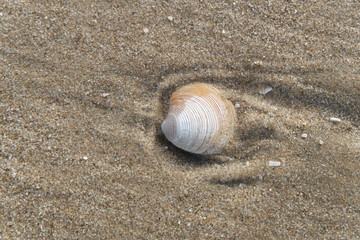 Formby beach seashells