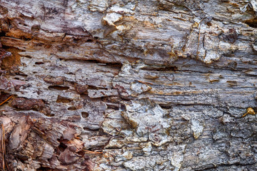 The texture of the bark of an old tree.