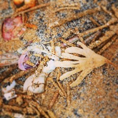 Formby beach seashells