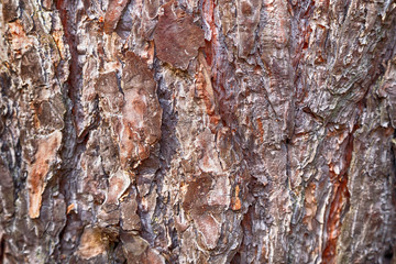 The texture of the bark of an old tree.